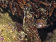 Oxylebius pictus