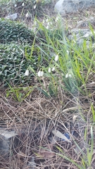 Galanthus plicatus