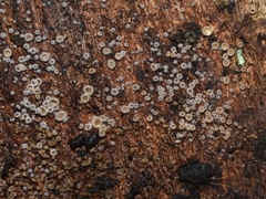Leotiomycetes