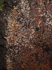 Leotiomycetes