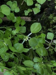 Pilea peploides major