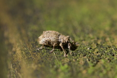 Chalepistes costifer