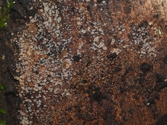 Leotiomycetes