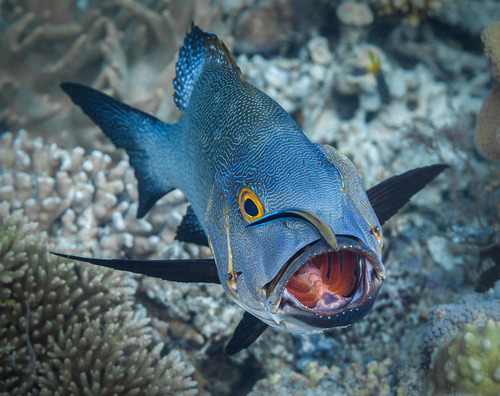 Midnight snapper (Macolor macularis) — Lutjanidae