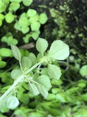 Pilea peploides major