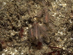 Clavelina huntsmani