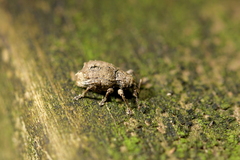 Chalepistes costifer