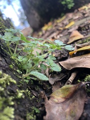 Pilea peploides major