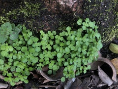 Pilea peploides major