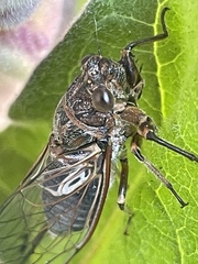 Gelidea torrida