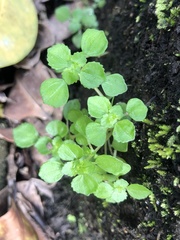 Pilea peploides major