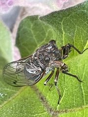 Gelidea torrida