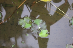 Nymphoides indica