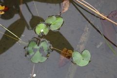 Nymphoides indica