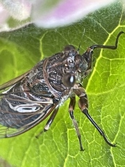 Gelidea torrida