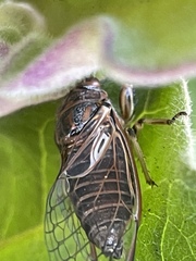 Gelidea torrida