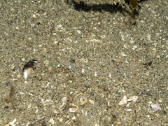 Citharichthys stigmaeus