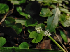 Hydrocotyle leucocephala