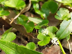 Hydrocotyle leucocephala