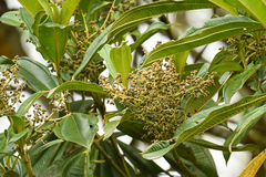 Miconieae