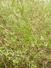 Acacia acinacea