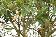 Miconieae