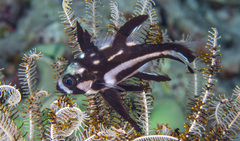 Macolor macularis