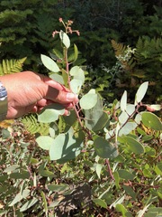 Arctostaphylos viscida
