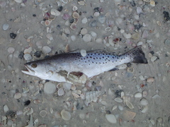 Cynoscion nebulosus