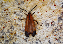 Correbidia elegans