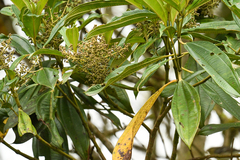 Miconieae