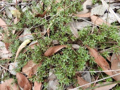 Pultenaea pedunculata