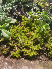 Pseudocrossidium hornschuchianum