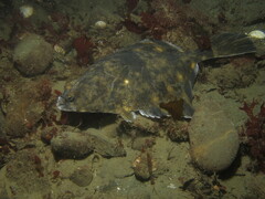 Platichthys stellatus