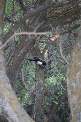 Pica hudsonia