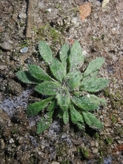 Draba verna