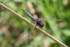 Crocothemis nigrifrons