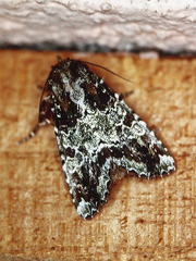 Leucosigma albimixta