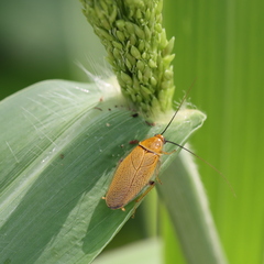 Ellipsidion humerale