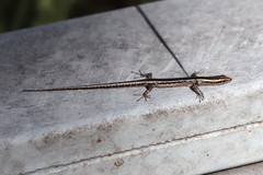 Cryptoblepharus