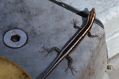 Cryptoblepharus