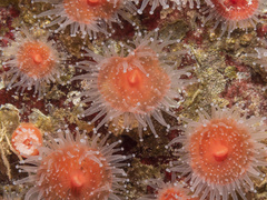 Corynactis californica