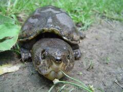 Sternotherus minor