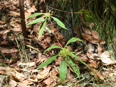 Dodonaea triquetra