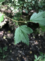 Ribes alpinum