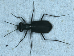 Myriochila semicincta