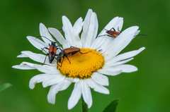 Stenurella bifasciata