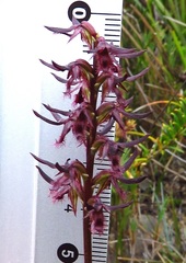 Genoplesium simulans