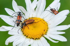 Stenurella bifasciata