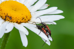 Stenurella bifasciata